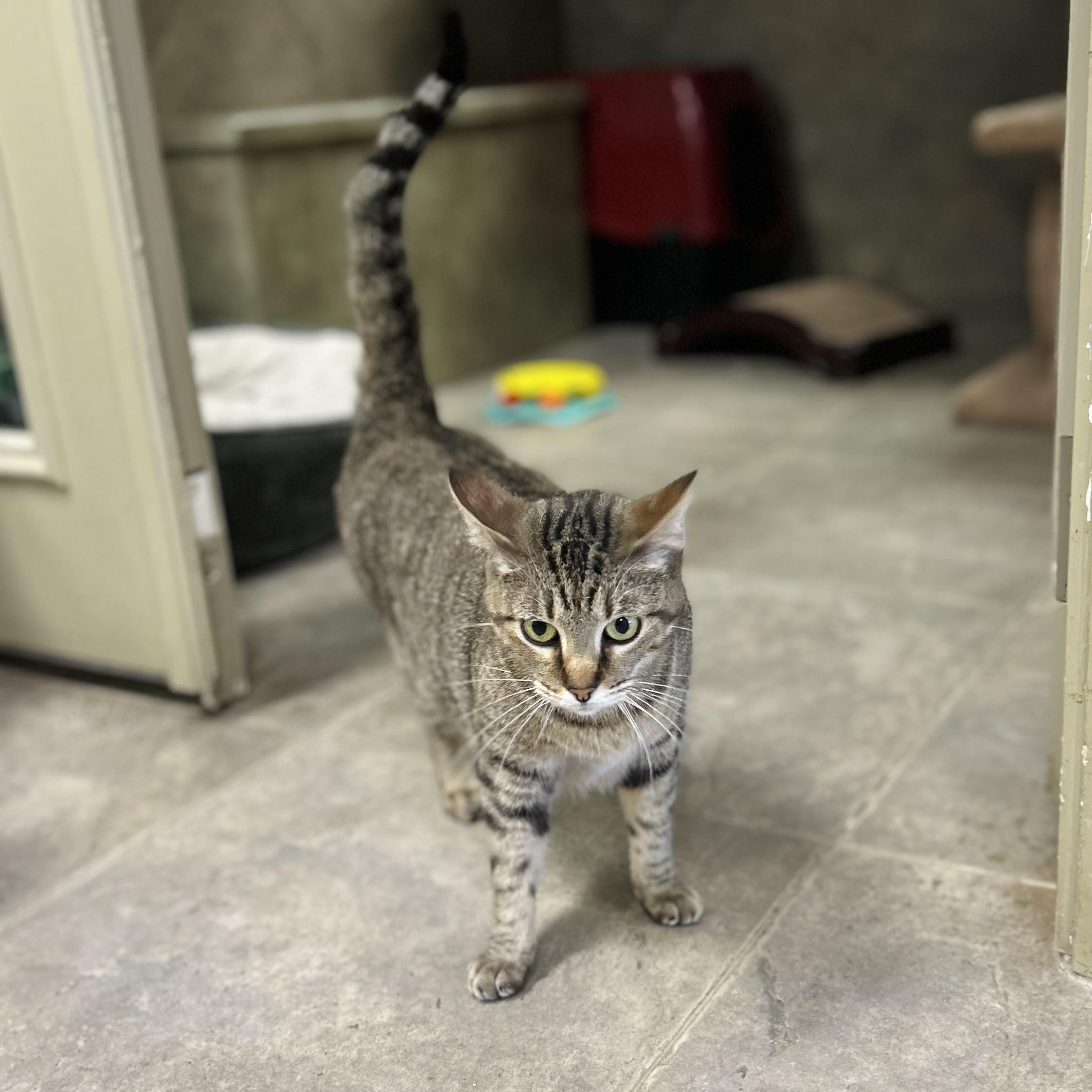 Enlarge Hera, a Adoptable Domestic Short Hair in Seguin, TX image 2/6