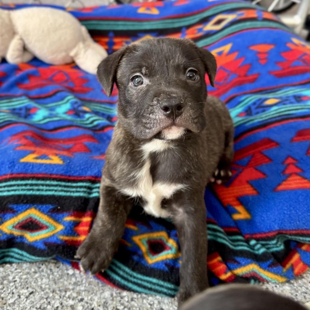 Chevron, Adoptable, Puppy Male Pit Bull Terrier & Mixed Breed.
