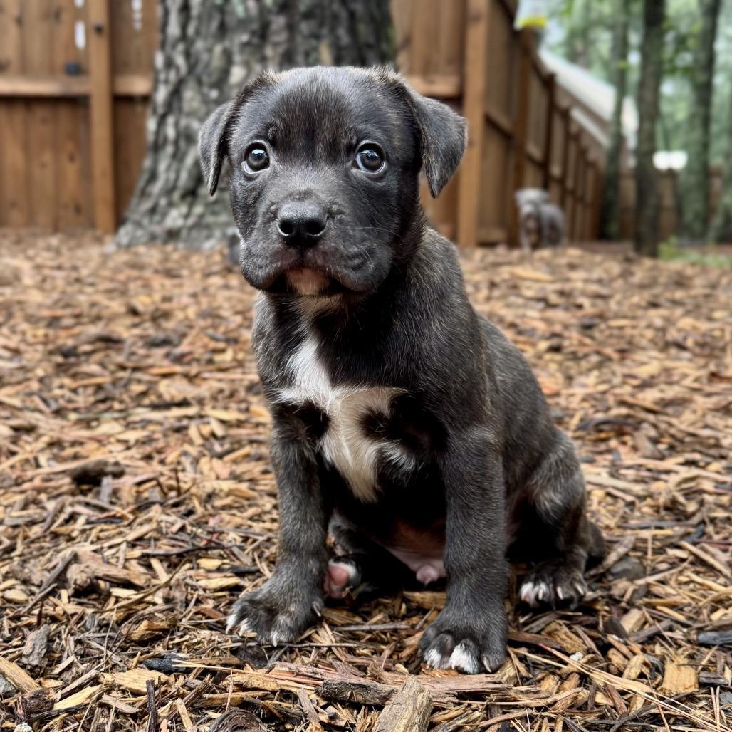 Chevron, a Adoptable mixed breed in Durham, NC image 2/4