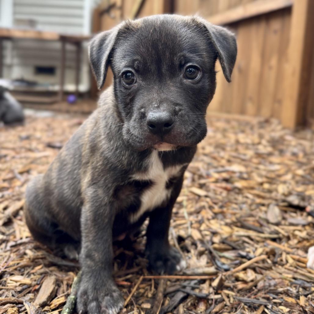 Chevron, a Adoptable mixed breed in Durham, NC image 3/4