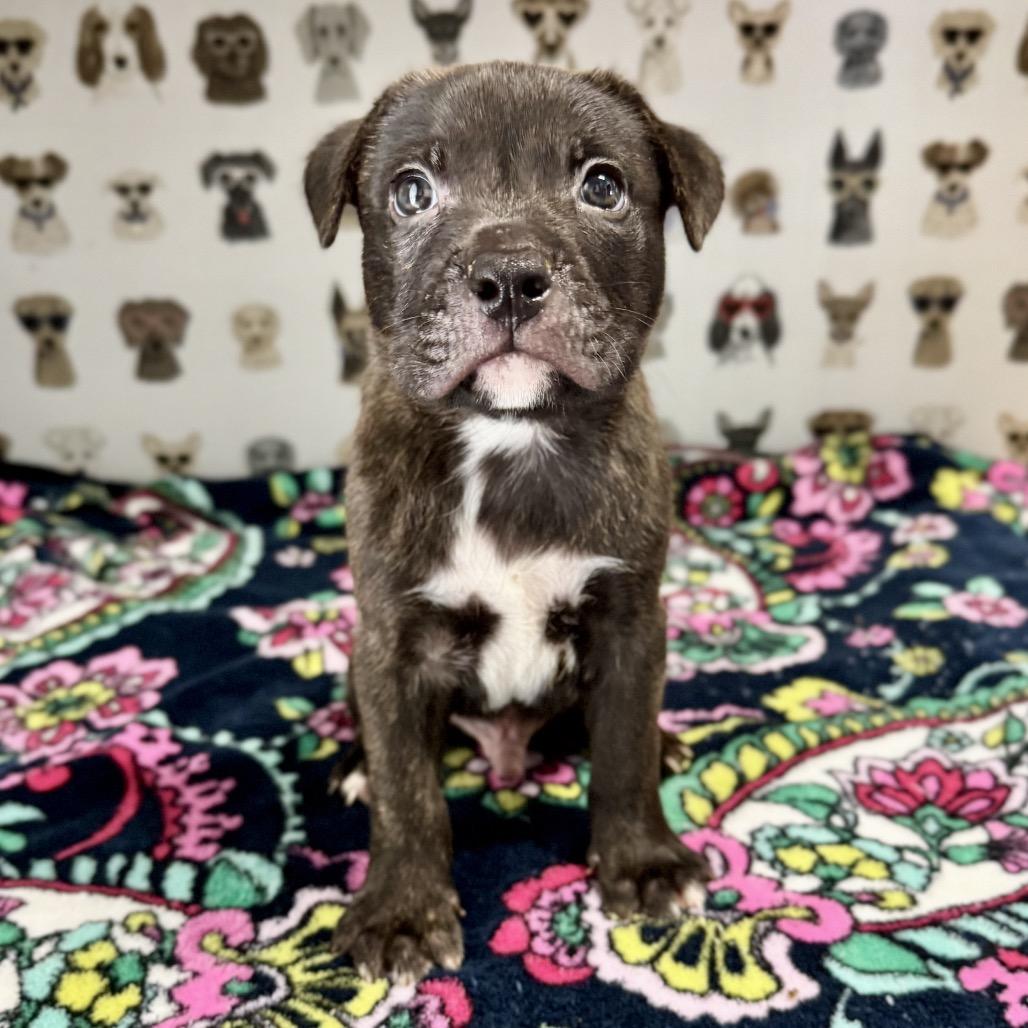 Chevron, a Adoptable mixed breed in Durham, NC image 4/4
