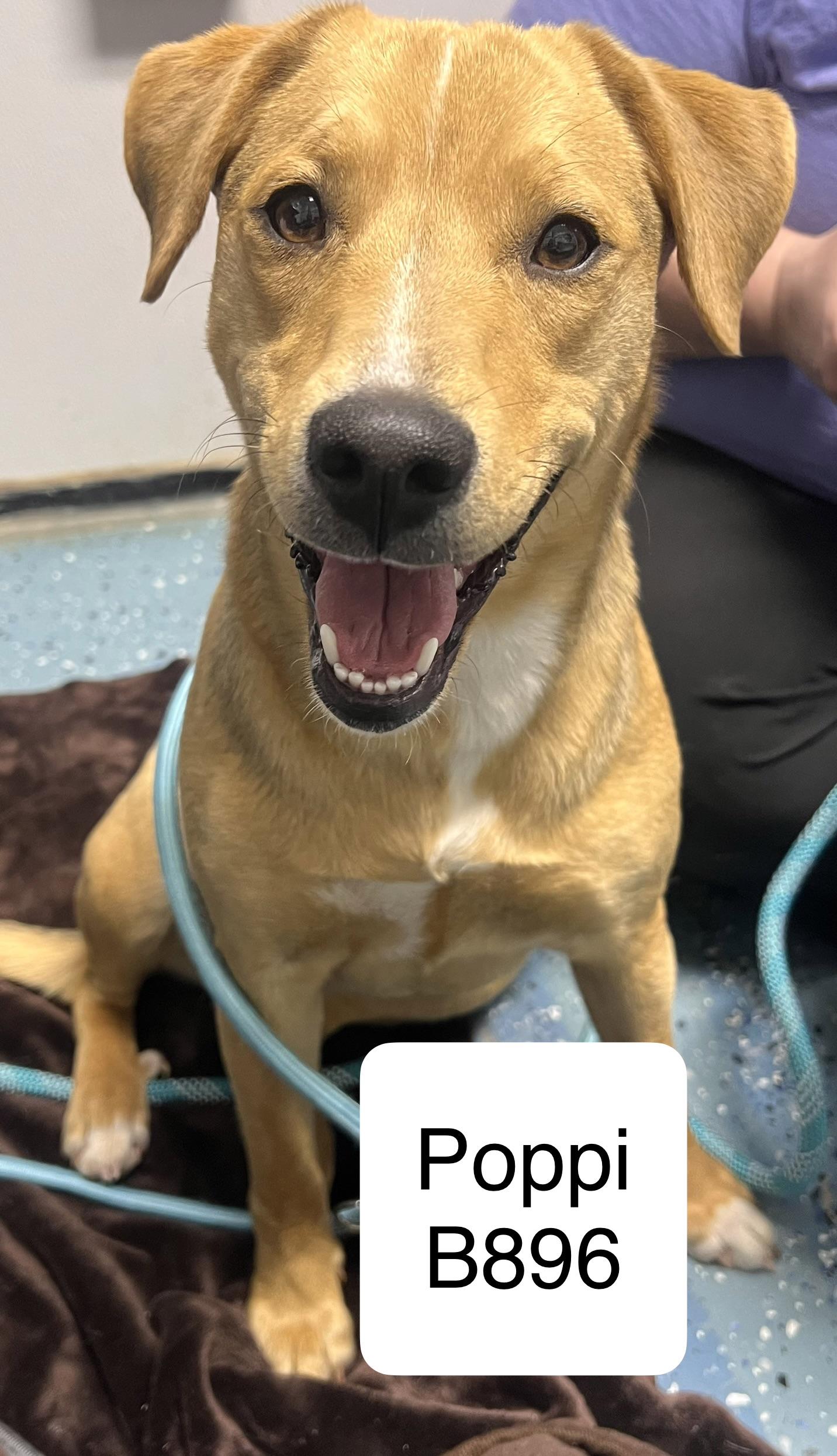 Poppi, ADOPTABLE, Adult Female Wirehaired Terrier & Labrador Retriever.