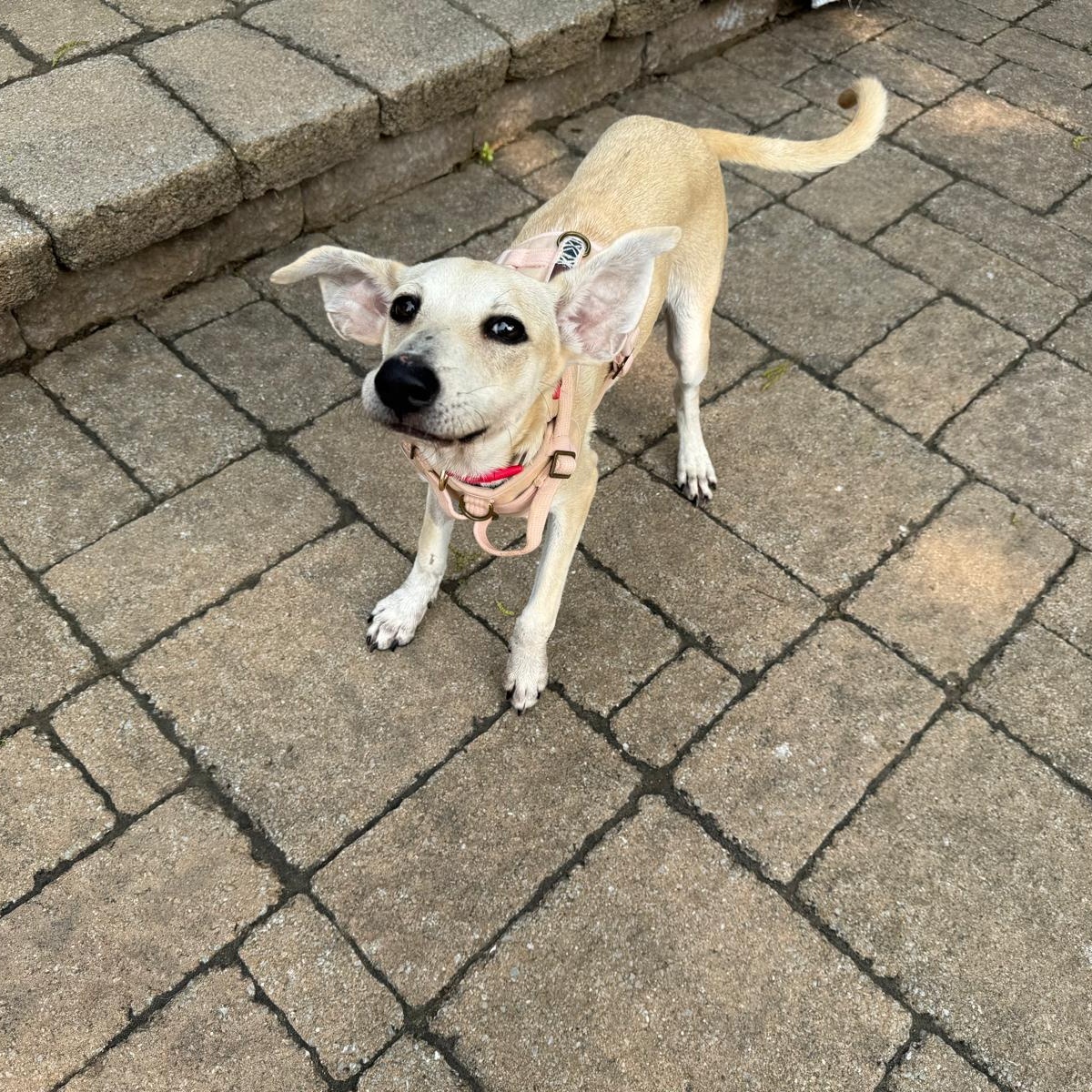 Tula, an adoptable Whippet, Sloughi in Williamsburg, ON, K0C 2H0 | Photo Image 2