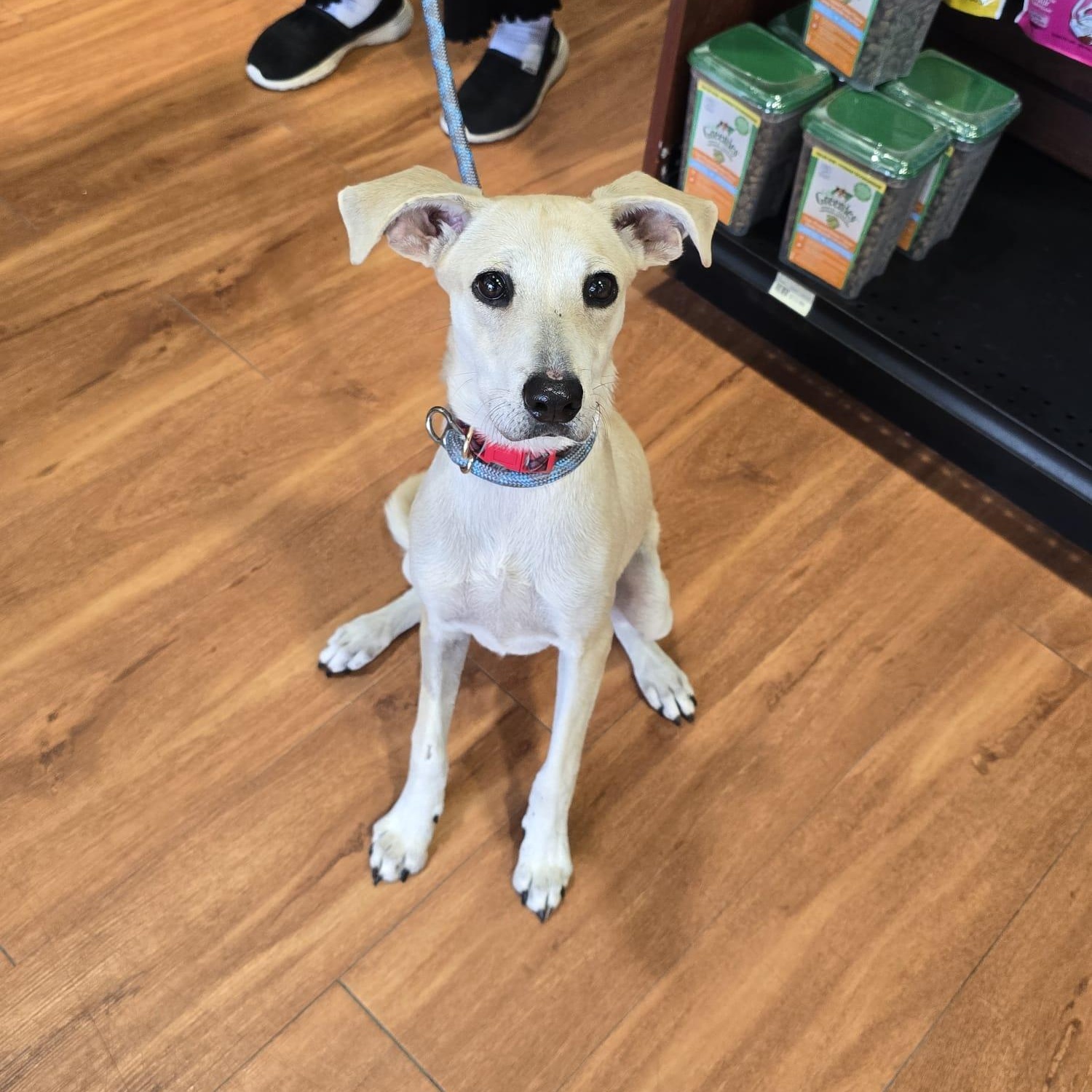 Tula, an adoptable Whippet, Sloughi in Williamsburg, ON, K0C 2H0 | Photo Image 4