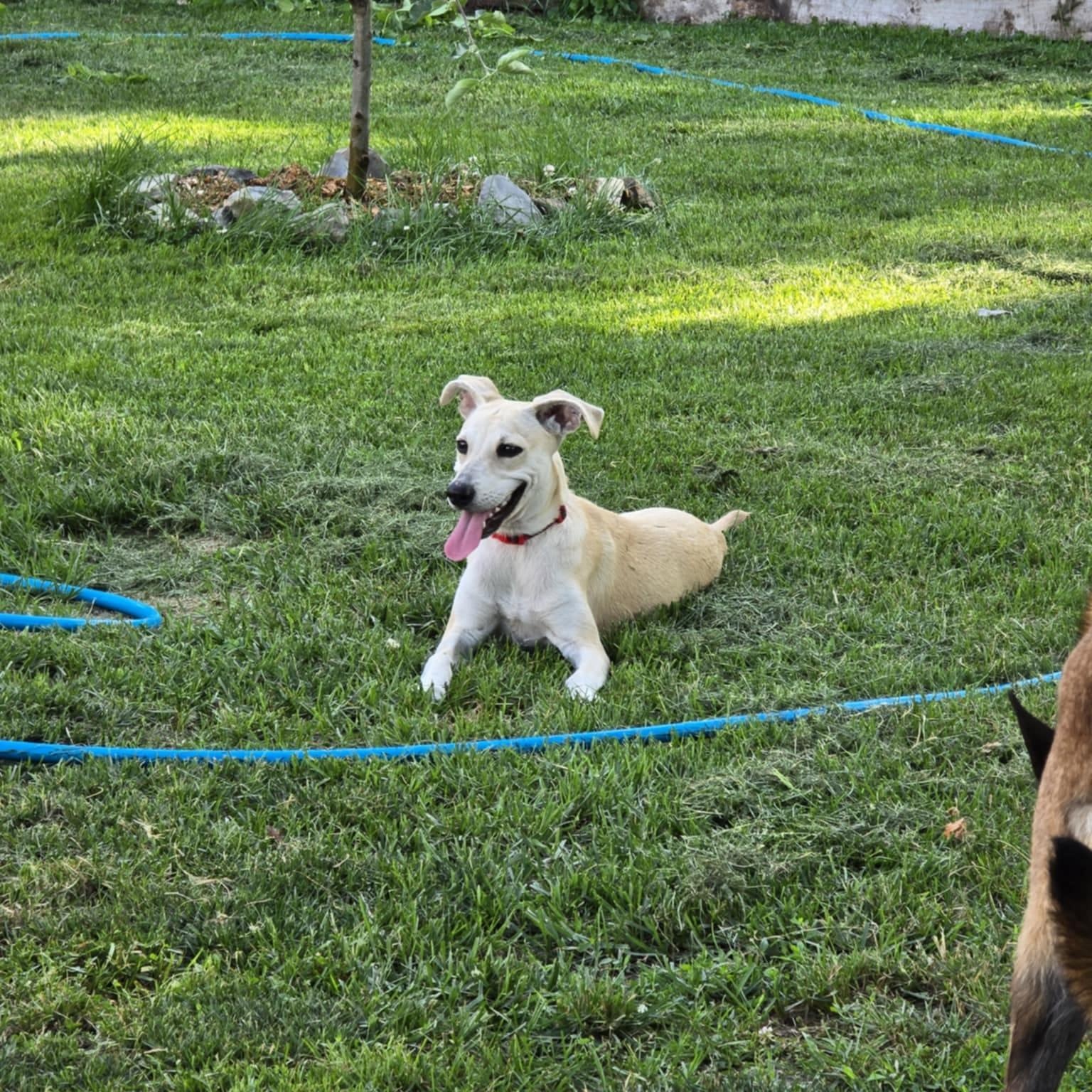 Tula, an adoptable Whippet, Sloughi in Williamsburg, ON, K0C 2H0 | Photo Image 3