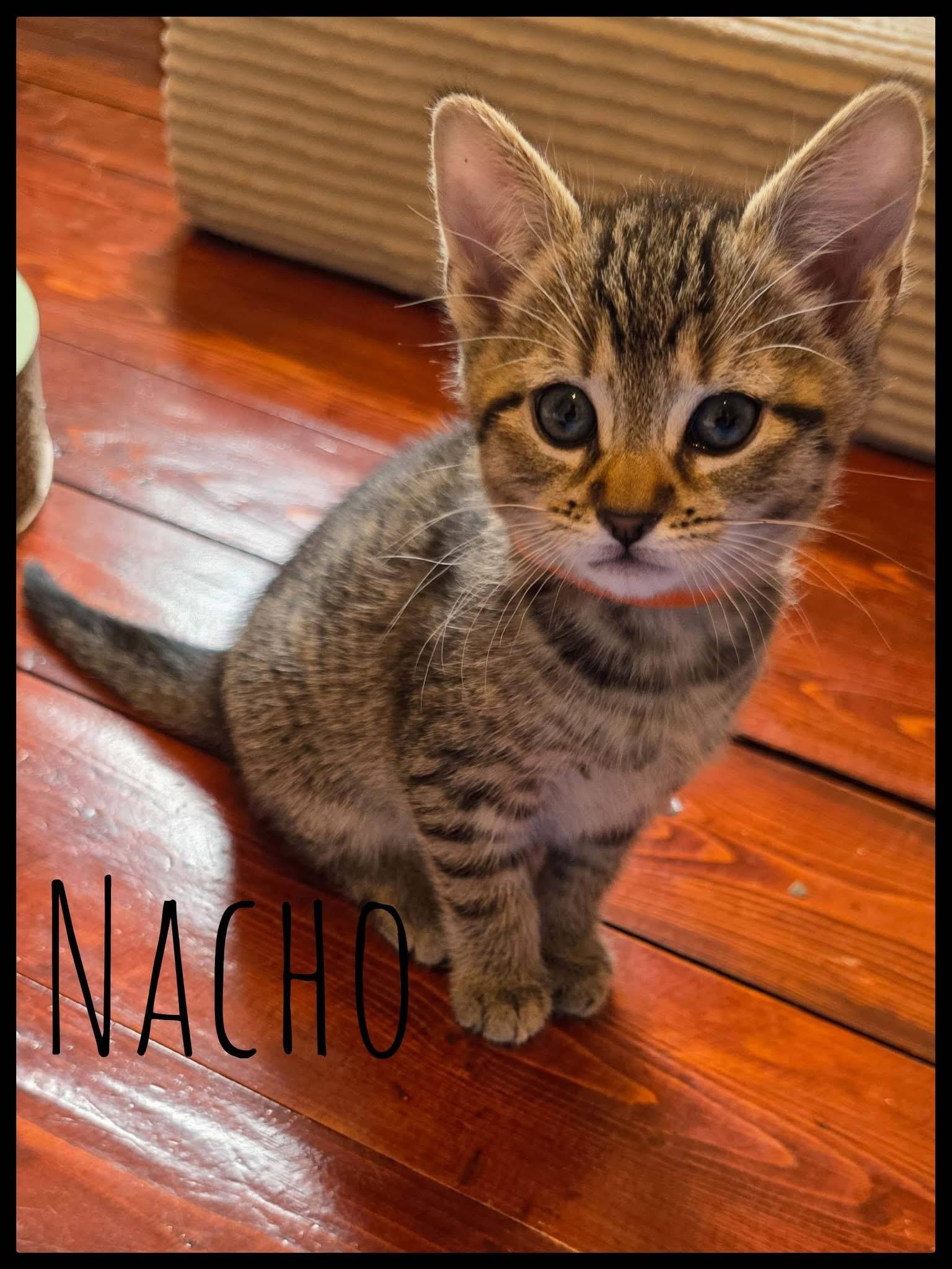Nacho , ADOPTABLE, Kitten Female Domestic Short Hair.