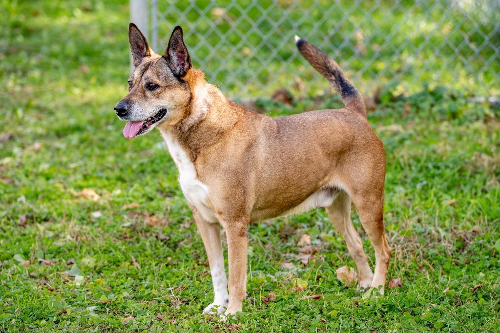 Saint, a Adoptable mixed breed in Hyde Park, NY image 3/4