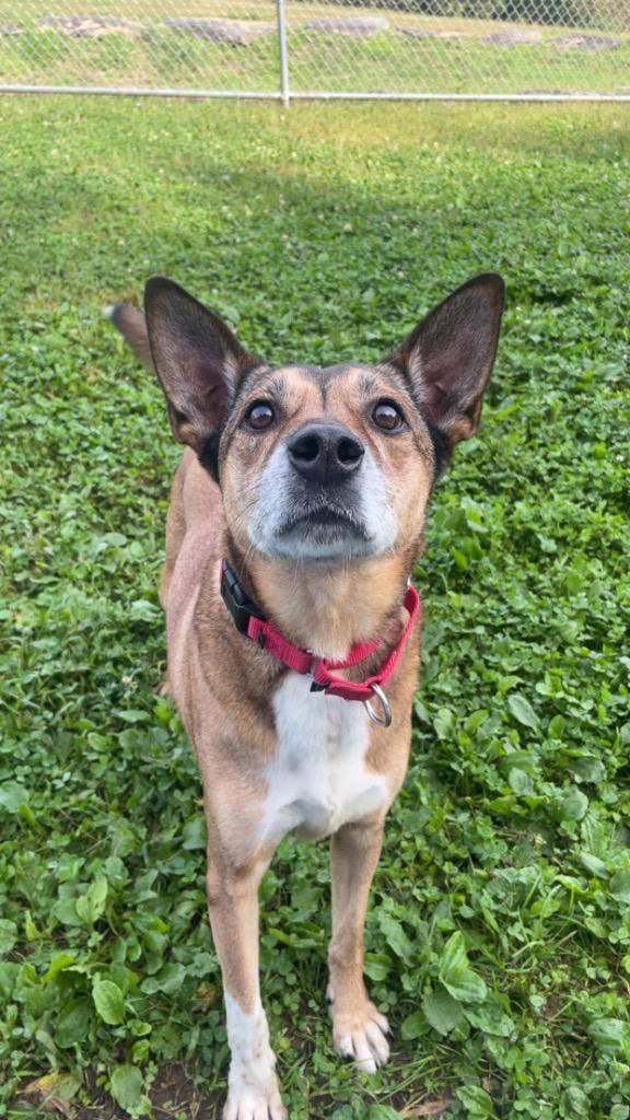 Saint, a Adoptable mixed breed in Hyde Park, NY image 4/4