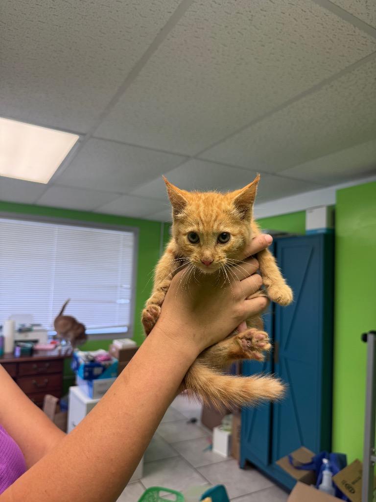 Enlarge Duke, a Adoptable mixed breed in Johnson City, TN image 1/6
