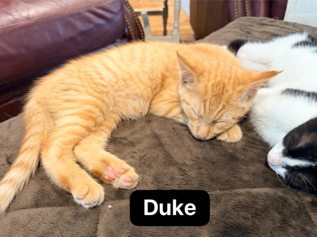 Enlarge Duke, a Adoptable mixed breed in Johnson City, TN image 2/6