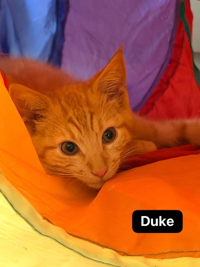 Enlarge Duke, a Adoptable mixed breed in Johnson City, TN image 3/6