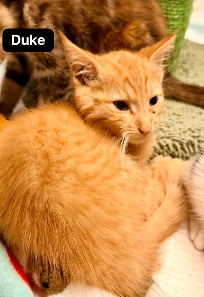 Enlarge Duke, a Adoptable mixed breed in Johnson City, TN image 4/6