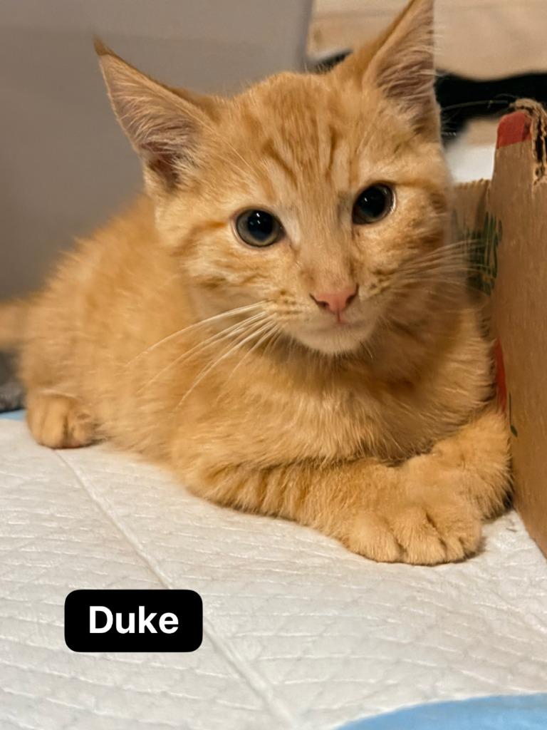 Enlarge Duke, a Adoptable mixed breed in Johnson City, TN image 6/6