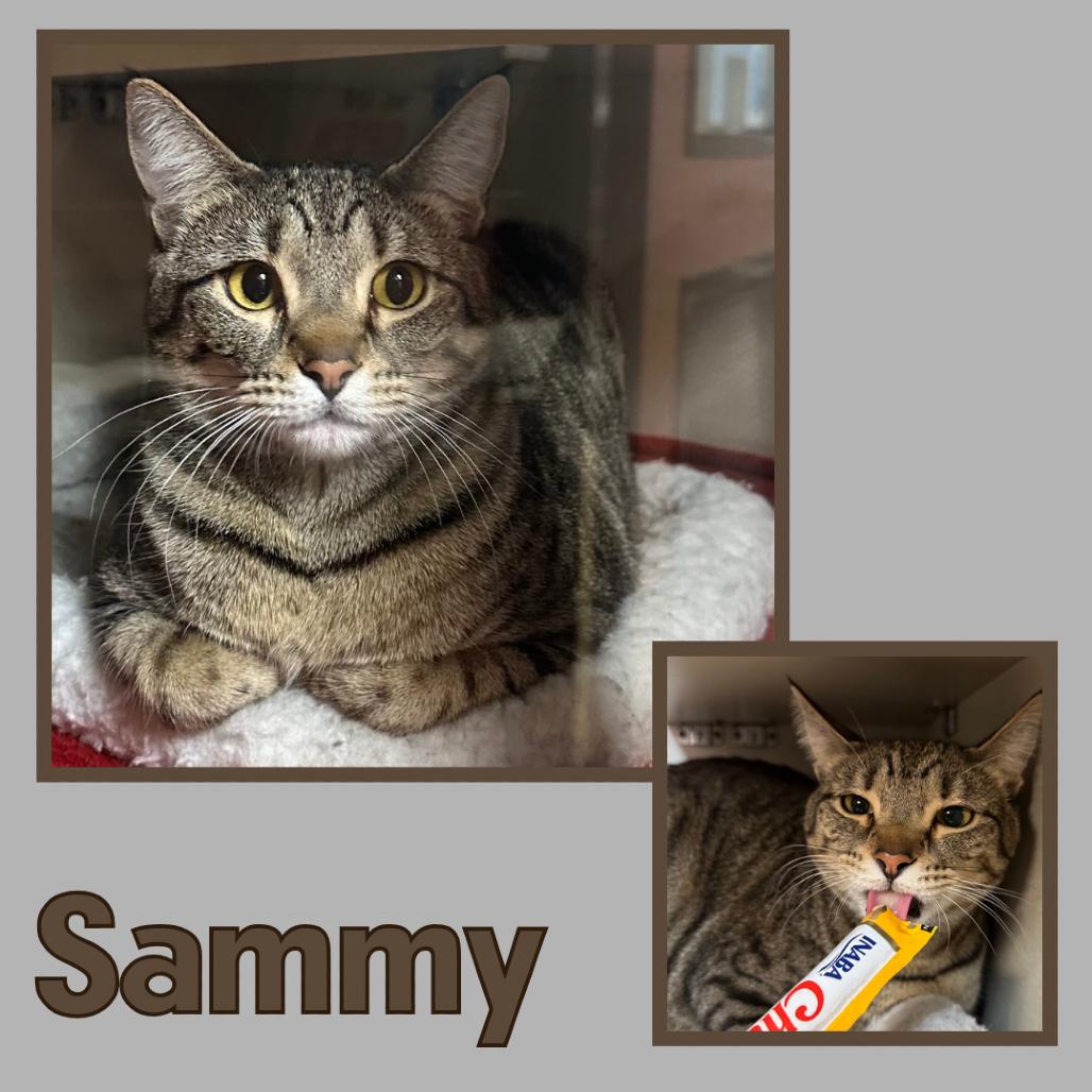 Sammy (Shakira), Adoptable, Adult Female Domestic Short Hair.