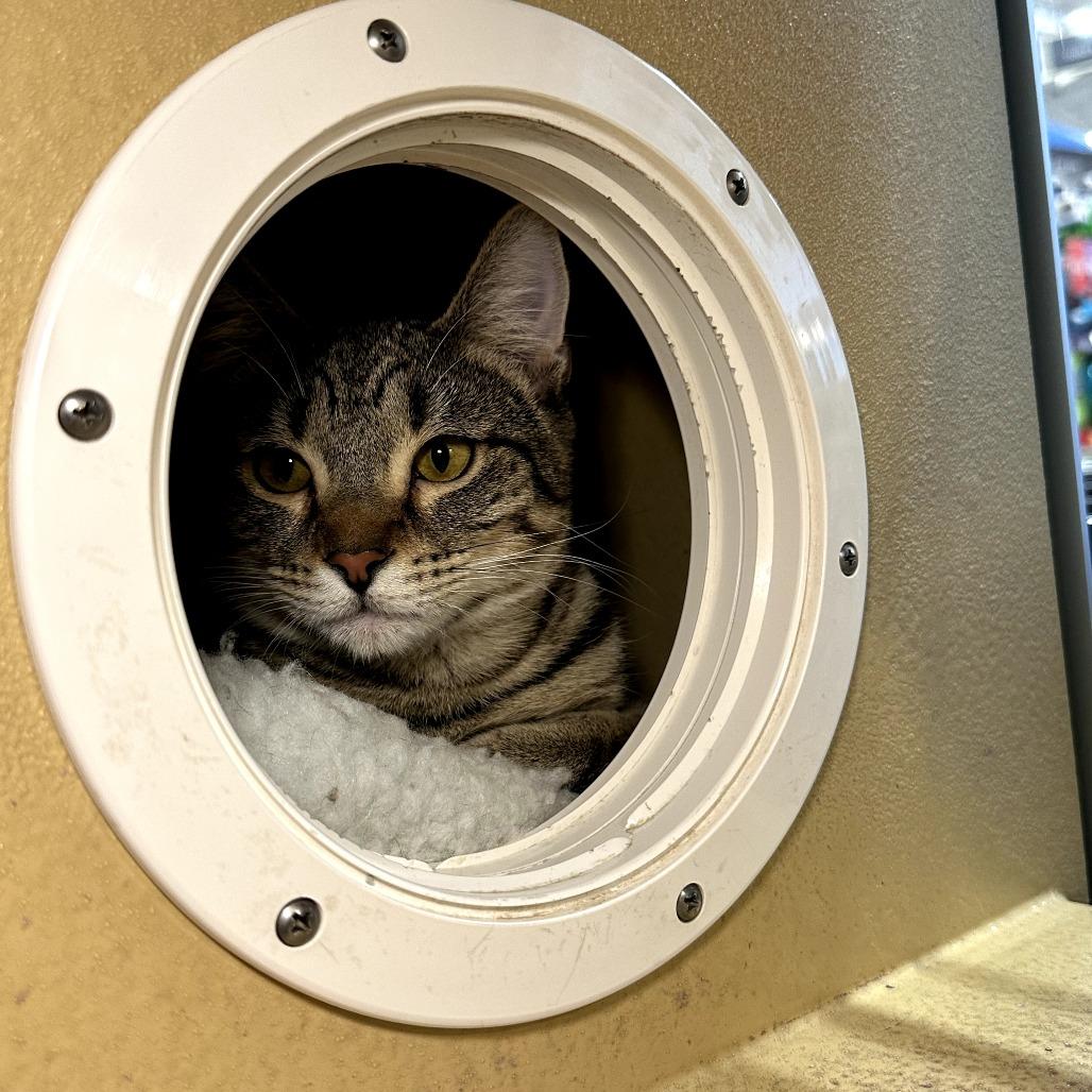 Enlarge Sammy (Shakira), a Adoptable Domestic Short Hair in Spokane, WA image 3/6