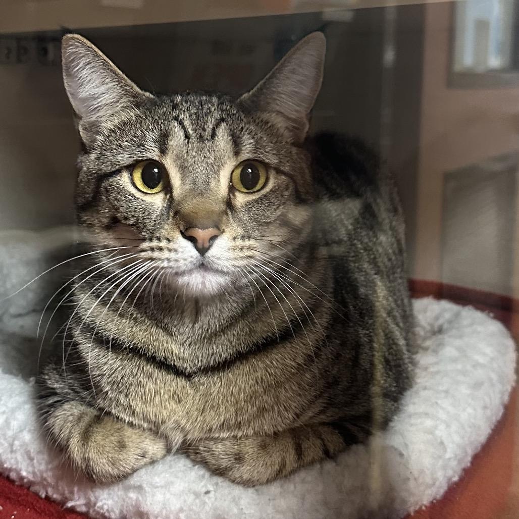 Enlarge Sammy (Shakira), a Adoptable Domestic Short Hair in Spokane, WA image 5/6