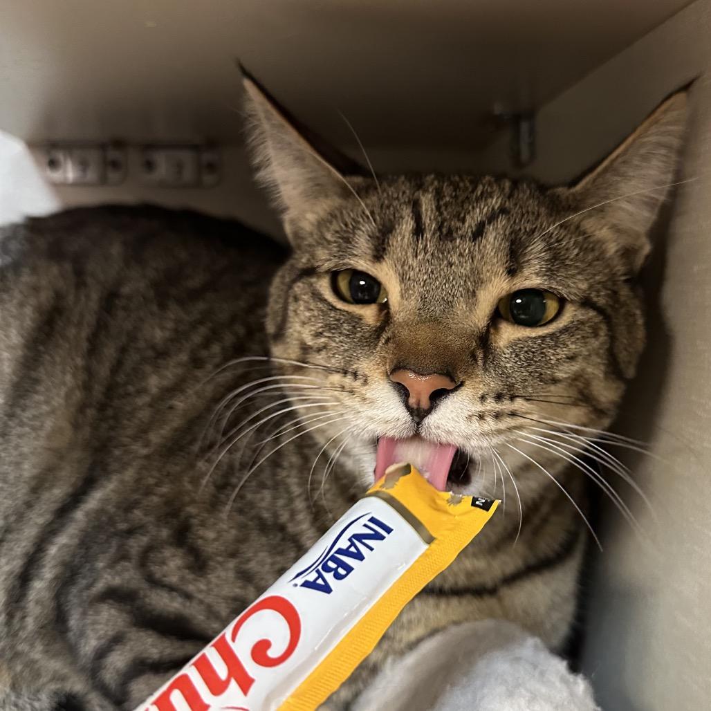 Enlarge Sammy (Shakira), a Adoptable Domestic Short Hair in Spokane, WA image 6/6