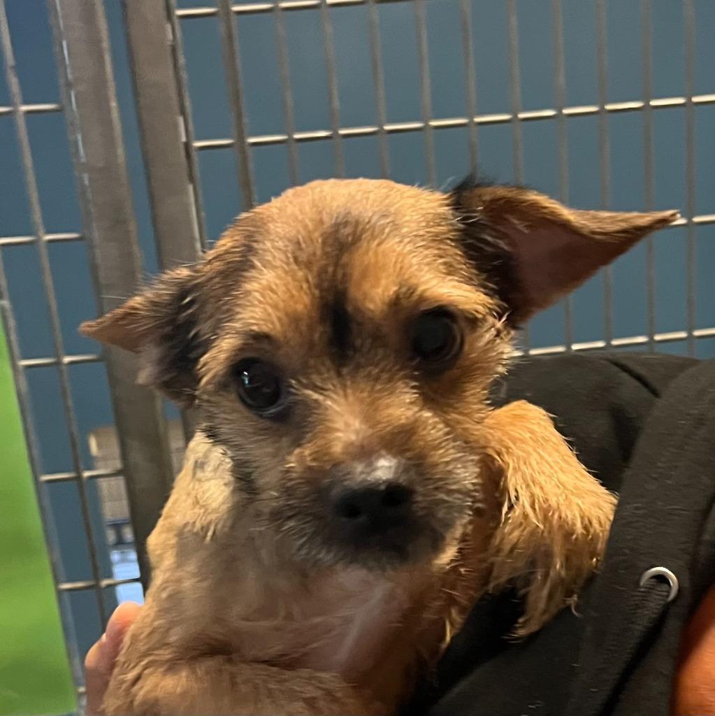 Luka, Adopted, Adult Male Schnauzer & Dachshund.