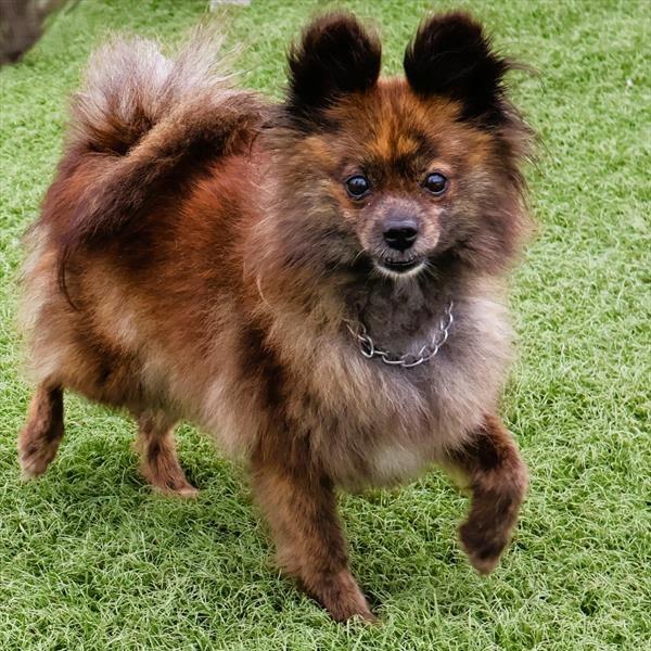 Enlarge Ember, an adopted Pomeranian in Zionsville, IN image 2/2