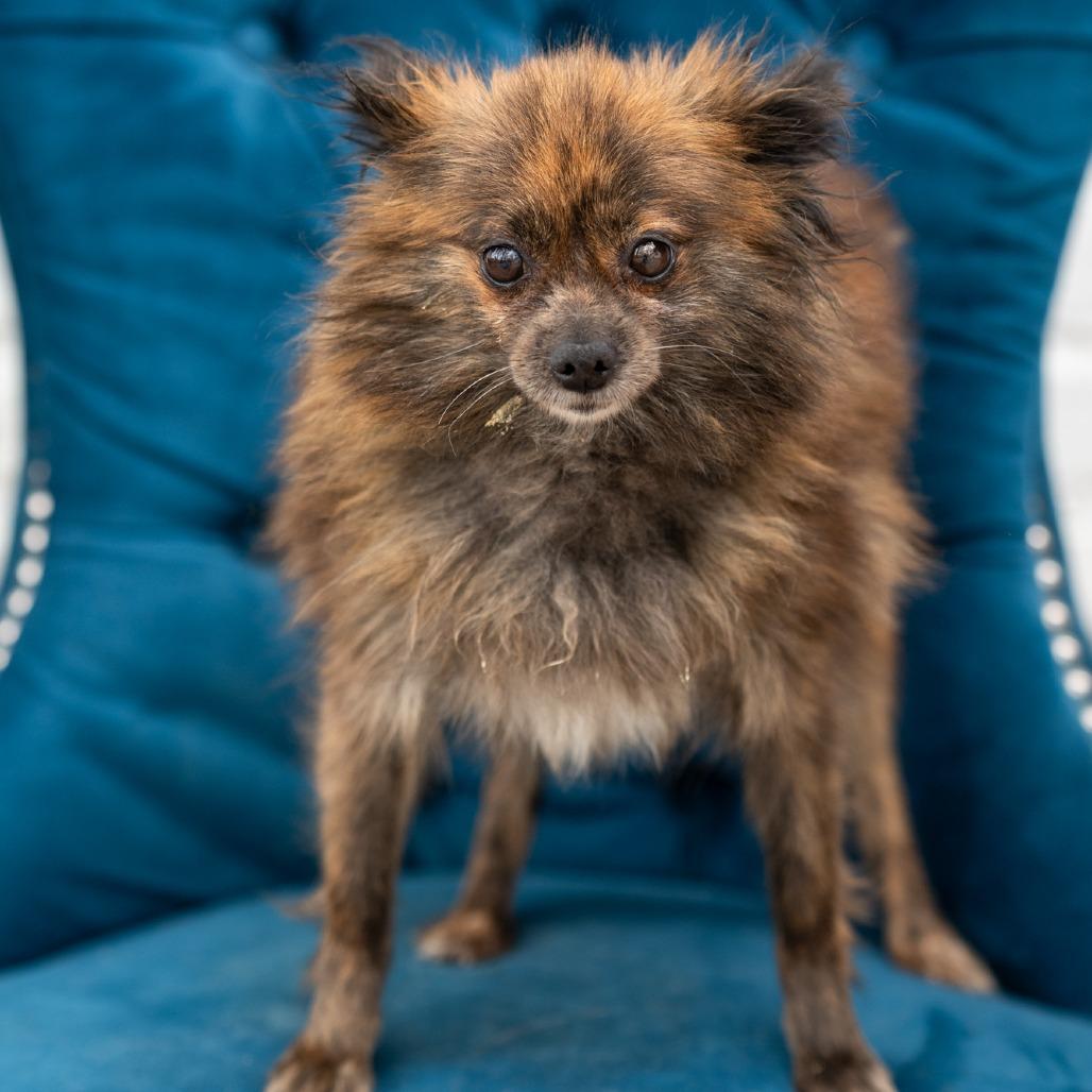 Enlarge Ember, an adopted Pomeranian in Zionsville, IN image 1/2