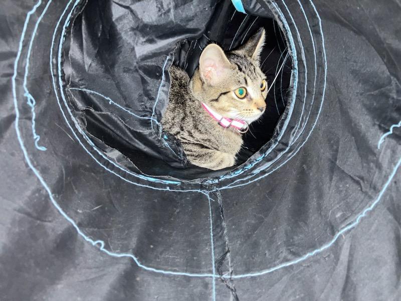 Java, Adoptable, Young Female Domestic Short Hair.