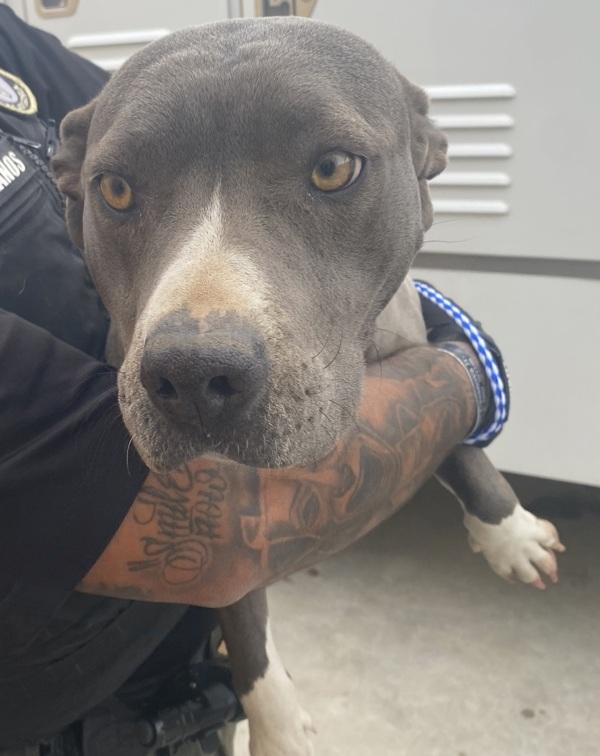 Enlarge Wendy, a Adoptable mixed breed in Victorville, CA image 1/1