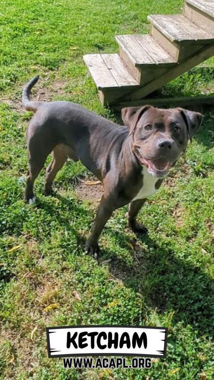 Enlarge Ketcham, a Adoptable mixed breed in Ashtabula, OH image 1/3