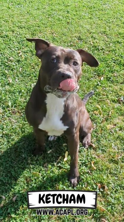 Enlarge Ketcham, a Adoptable mixed breed in Ashtabula, OH image 1/3