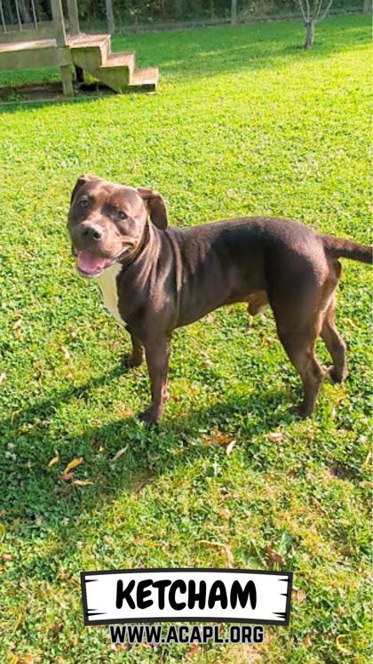 Enlarge Ketcham, a Adoptable mixed breed in Ashtabula, OH image 2/3