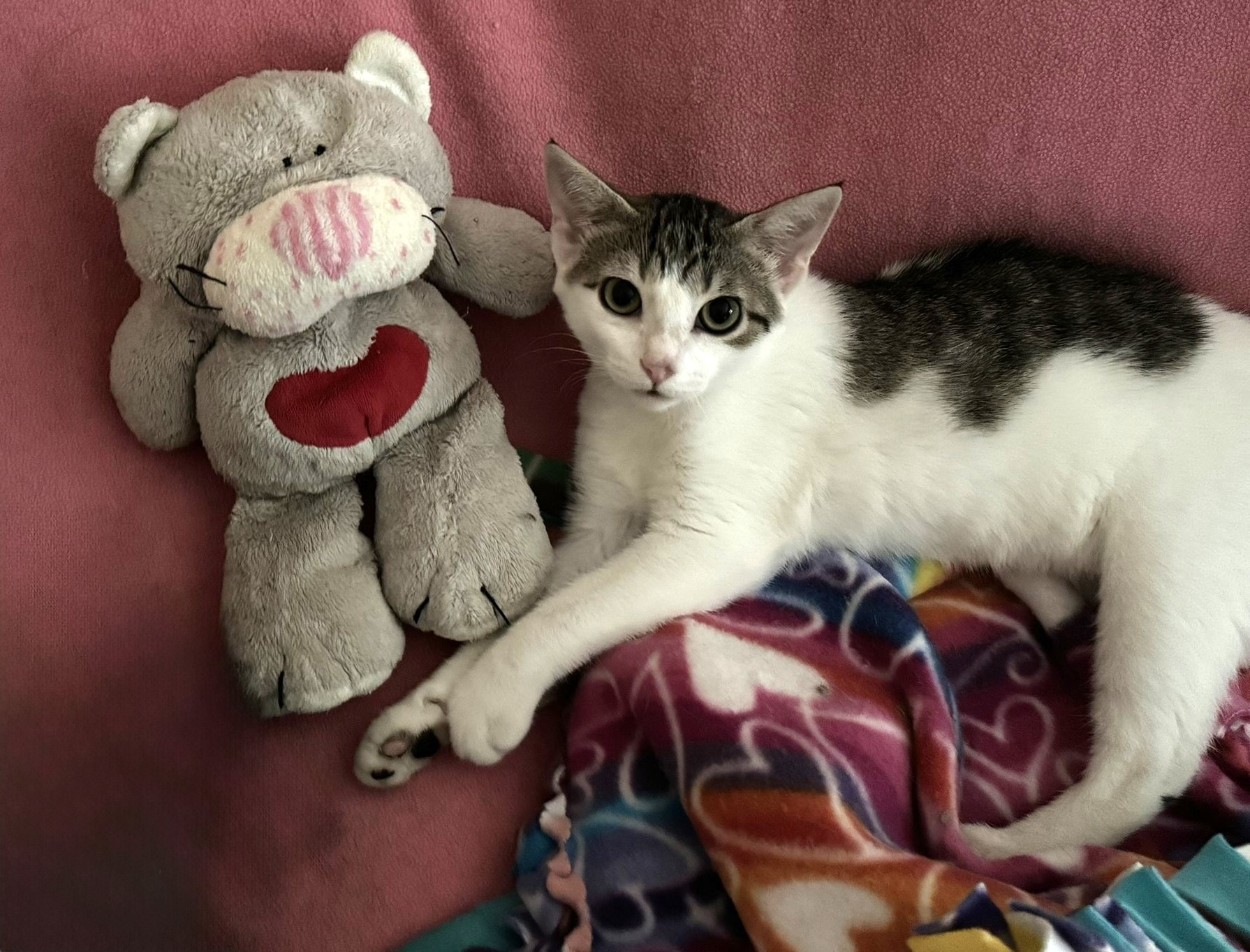 Pearl, a Adoptable Domestic Short Hair in Fairfield, IA image 2/4