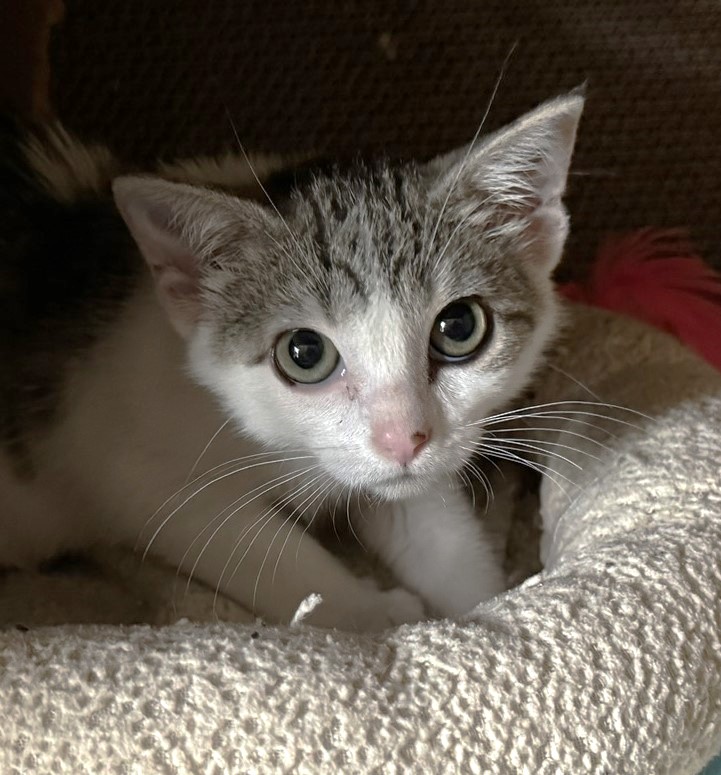 Pearl, a Adoptable Domestic Short Hair in Fairfield, IA image 3/4