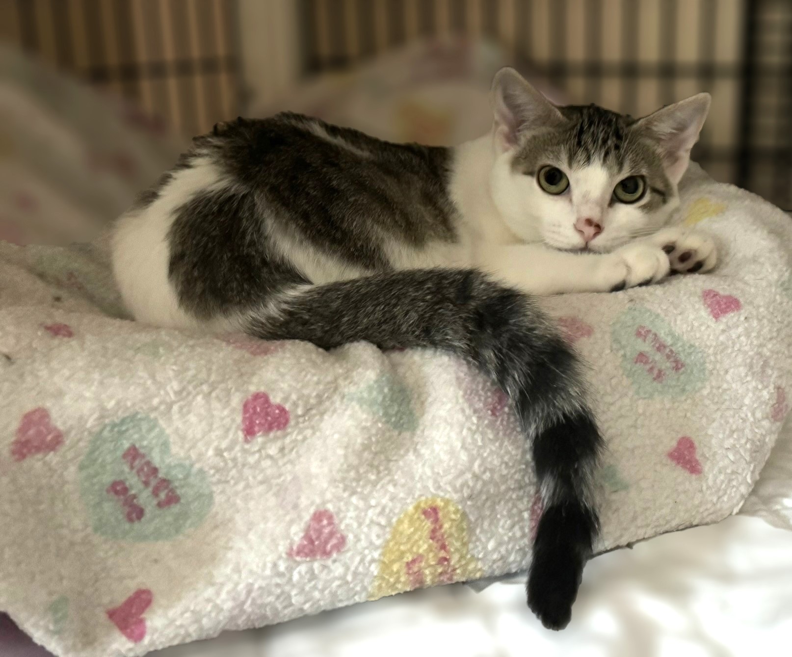 Pearl, a Adoptable Domestic Short Hair in Fairfield, IA image 4/4