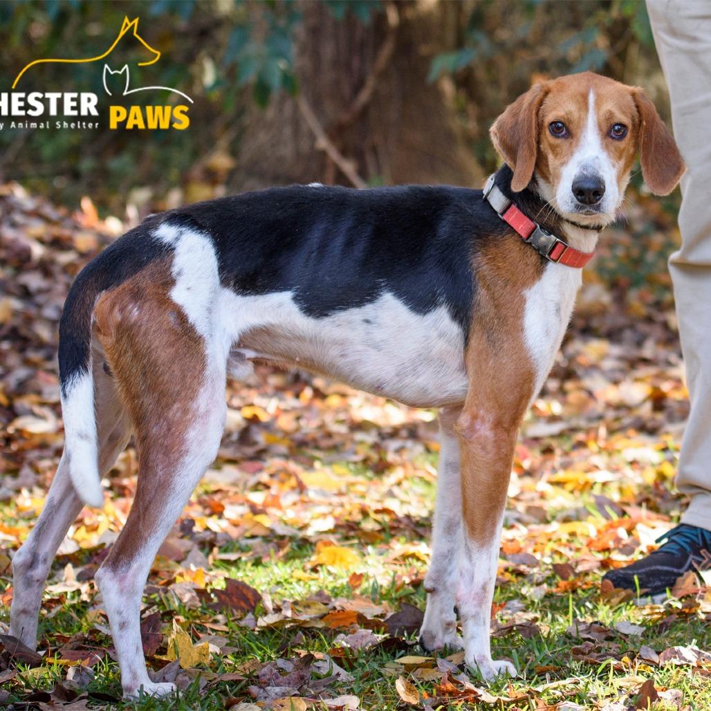 Elio, Adoptable, Adult Male Hound.