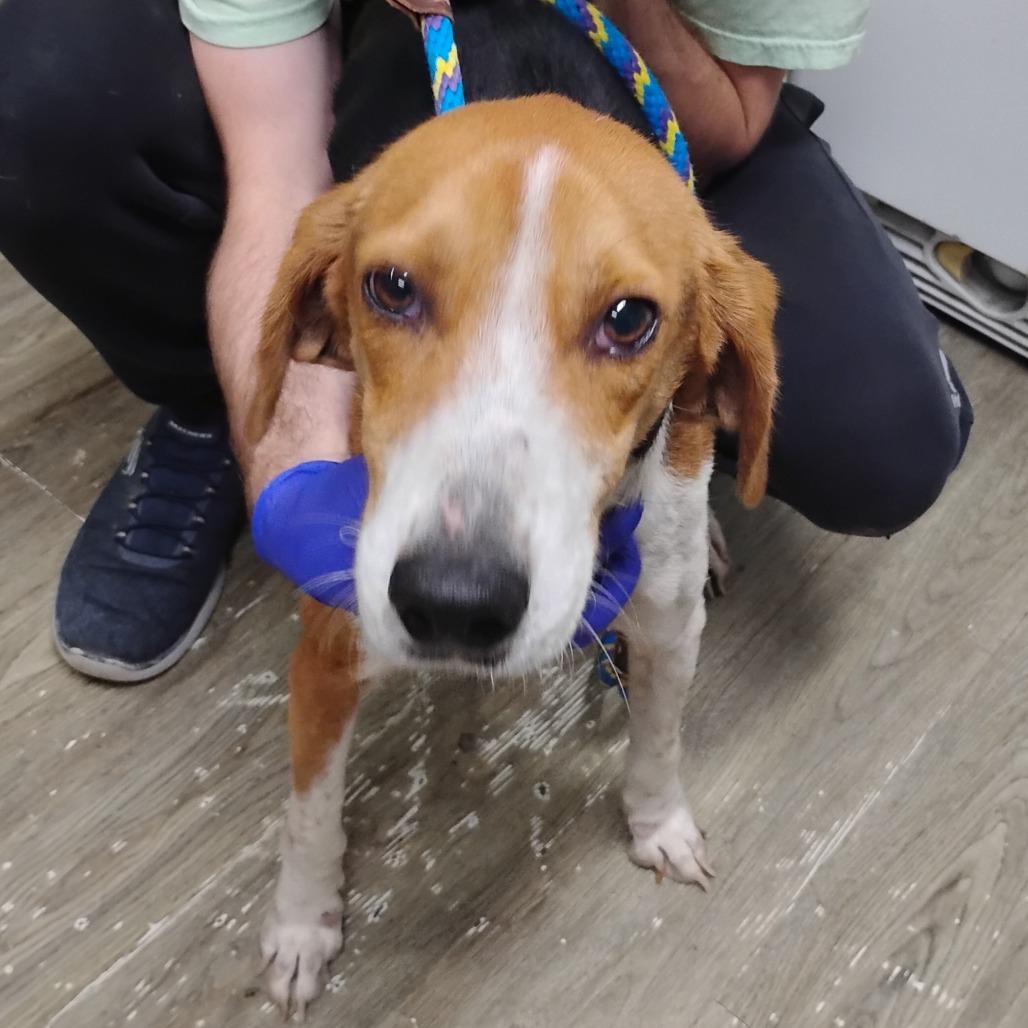 Enlarge Elio, a Adoptable Hound in Summerville, SC image 2/4