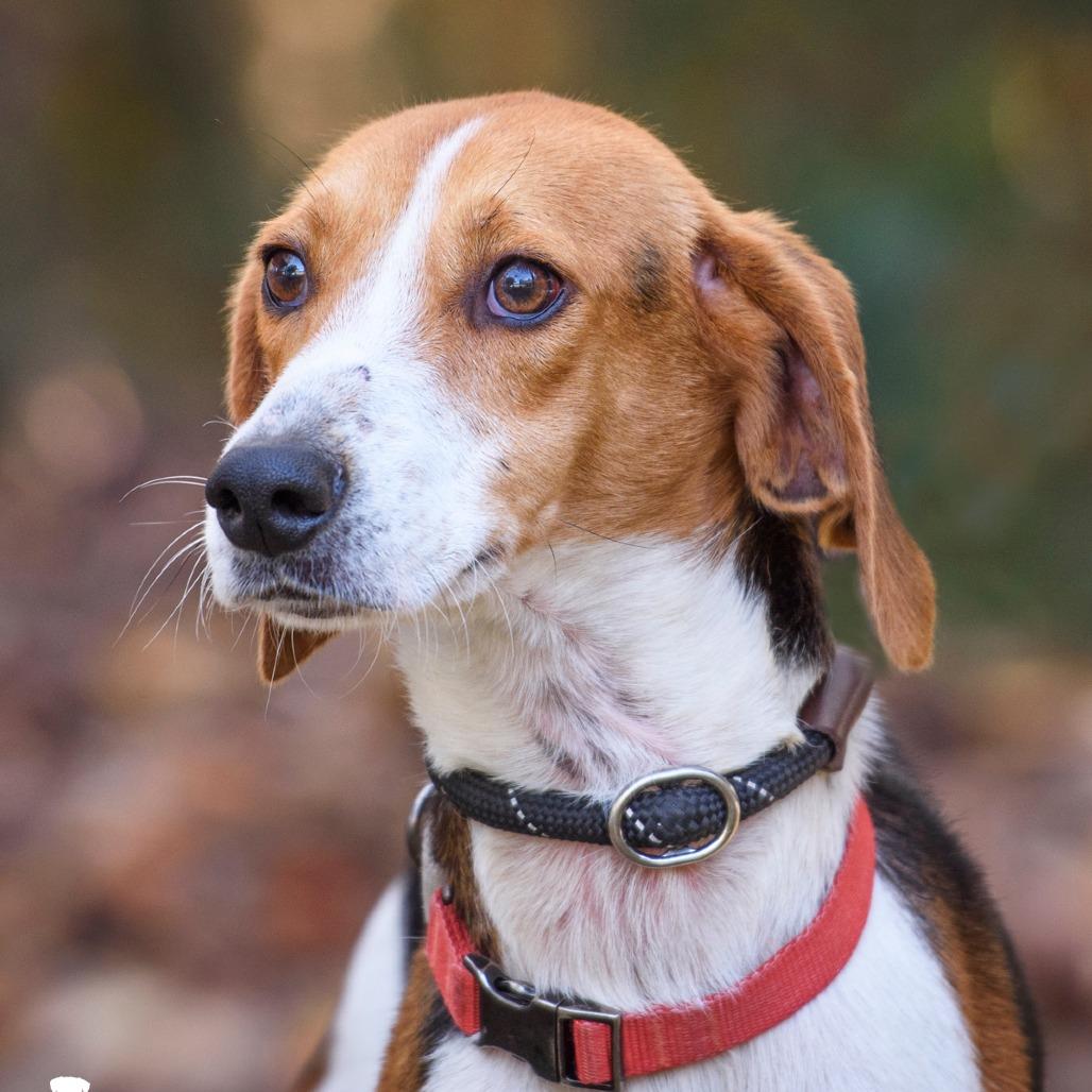 Enlarge Elio, a Adoptable Hound in Summerville, SC image 4/4