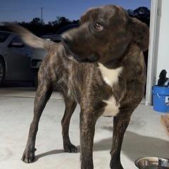 Enlarge Buddy, a Adoptable Mixed Breed in Glenmora, LA image 2/3