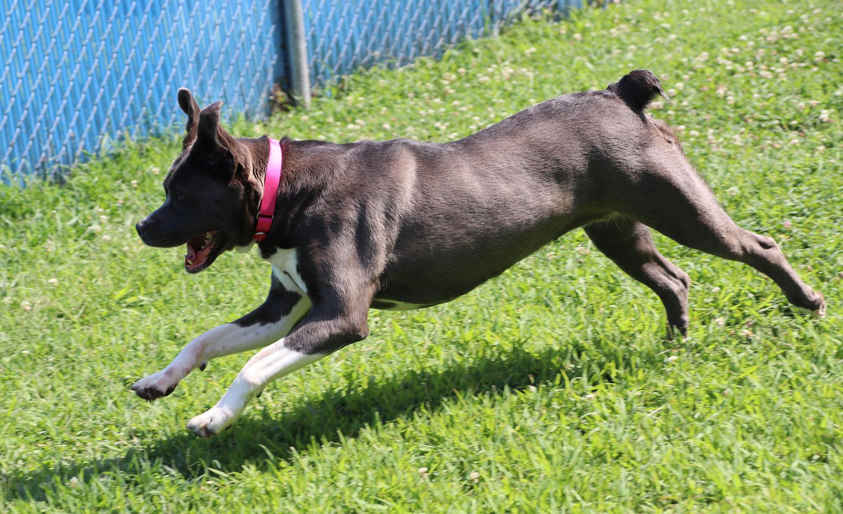 Martina (AO36938), a ADOPTABLE mixed breed in Kansas City, KS image 5/6