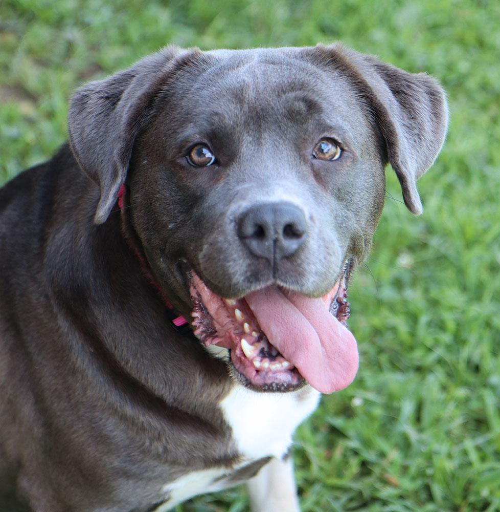 Martina (AO36938), ADOPTABLE, Adult Female Cane Corso.