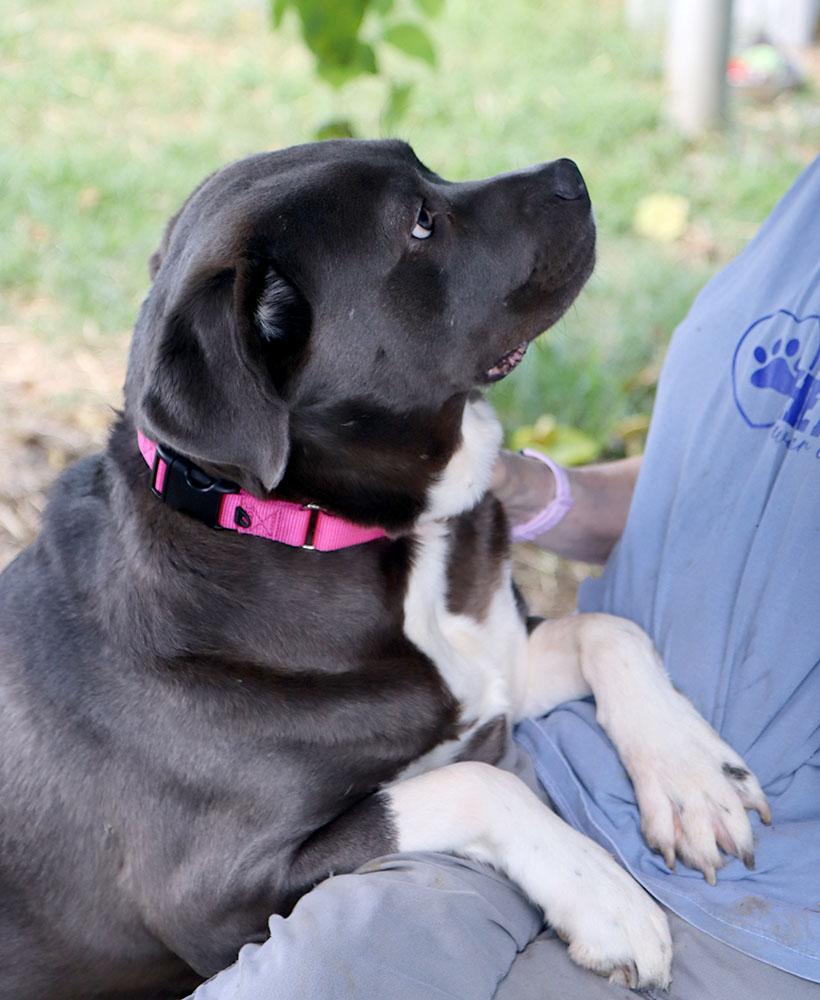 Martina (AO36938), a ADOPTABLE mixed breed in Kansas City, KS image 3/6