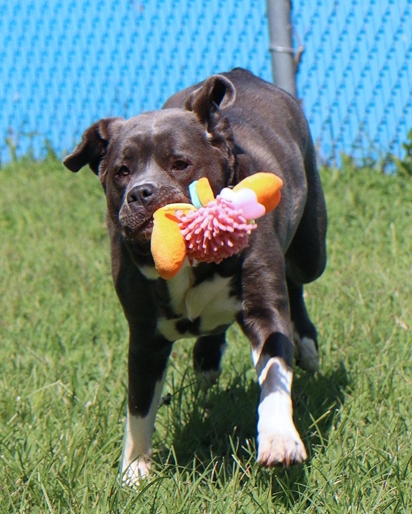 Martina (AO36938), a ADOPTABLE mixed breed in Kansas City, KS image 6/6