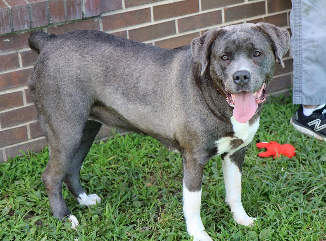 Martina (AO36938), a ADOPTABLE mixed breed in Kansas City, KS image 2/6