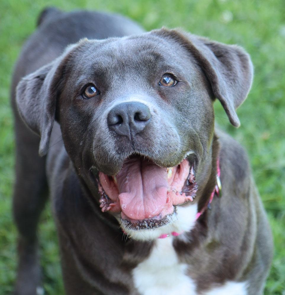 Martina (AO36938), a ADOPTABLE mixed breed in Kansas City, KS image 4/6