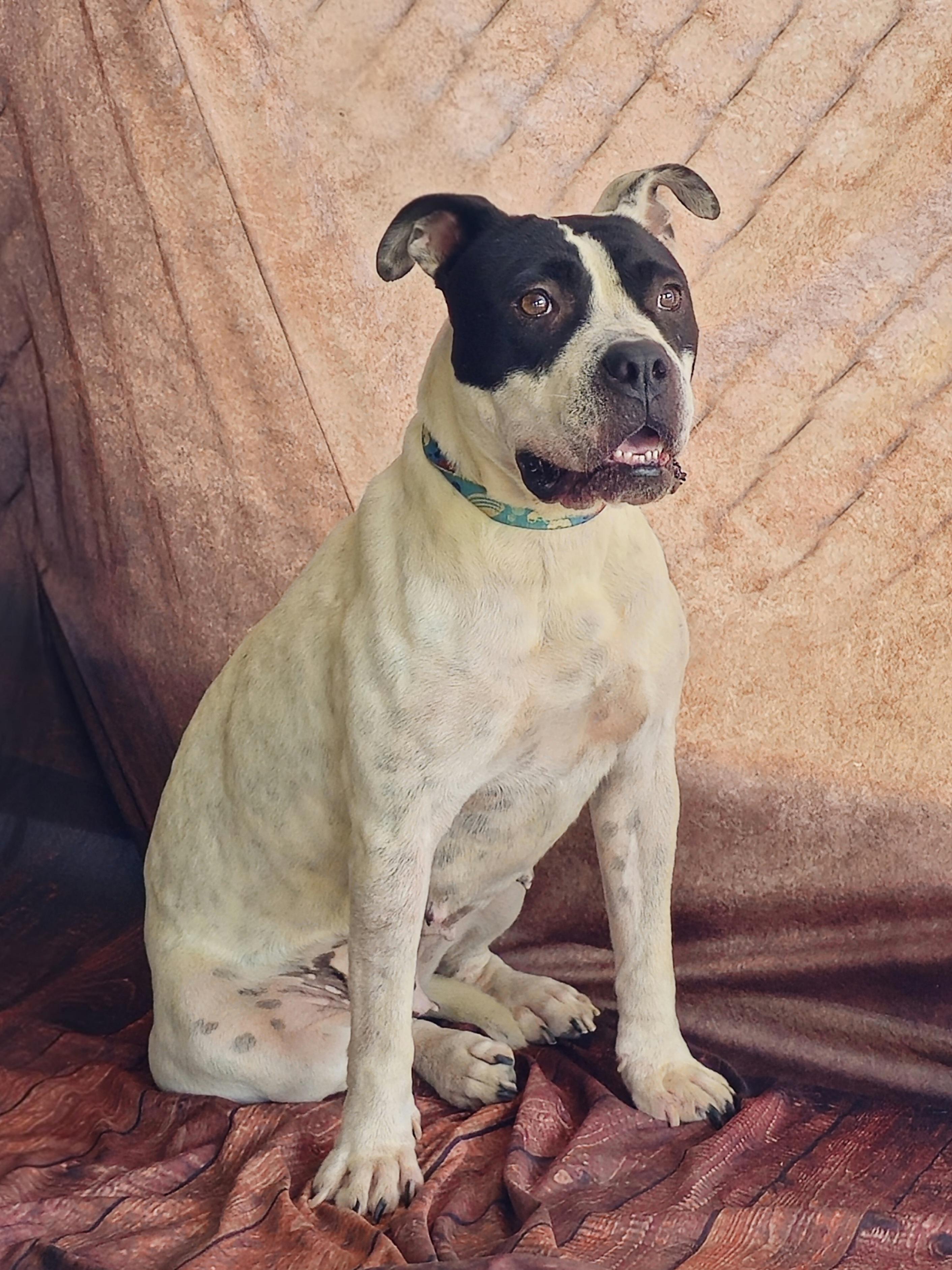 Chessy | Courtesy post