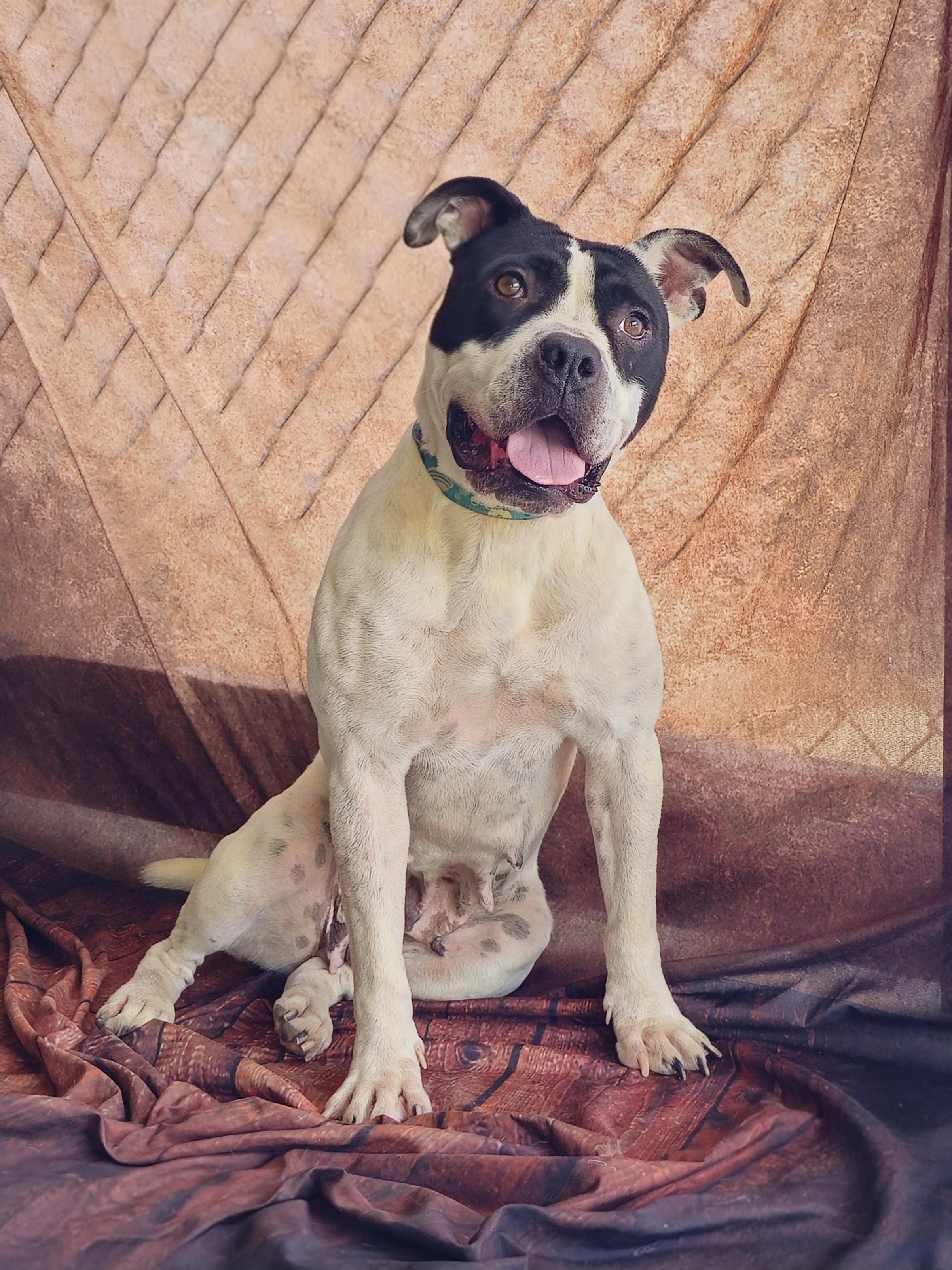 Chessy | Courtesy post