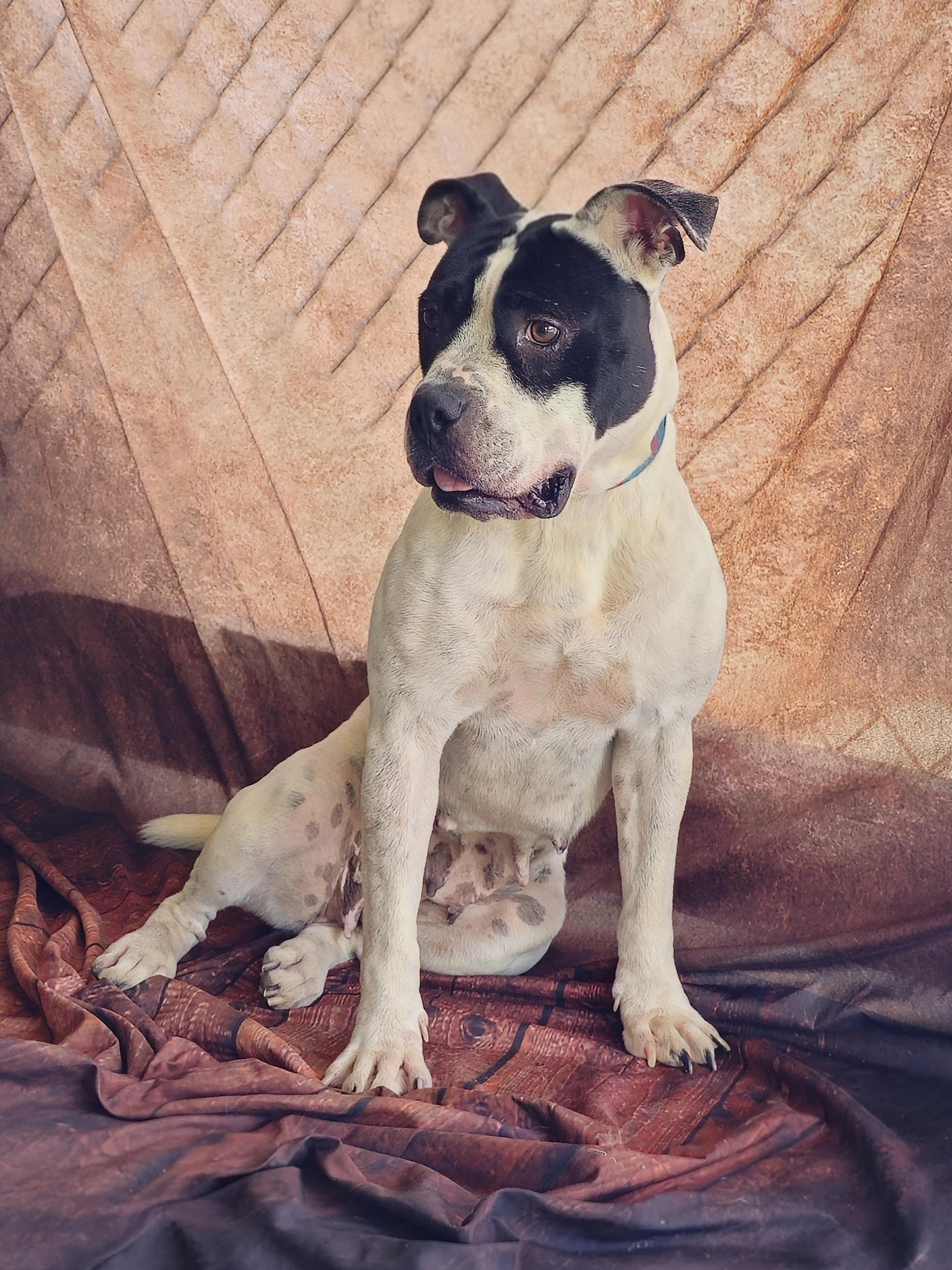 Chessy | Courtesy post