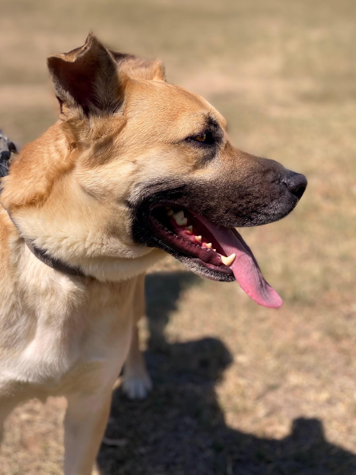 John Paul, an adoptable Shepherd in Ashwaubenon, WI, 54313 | Photo Image 1