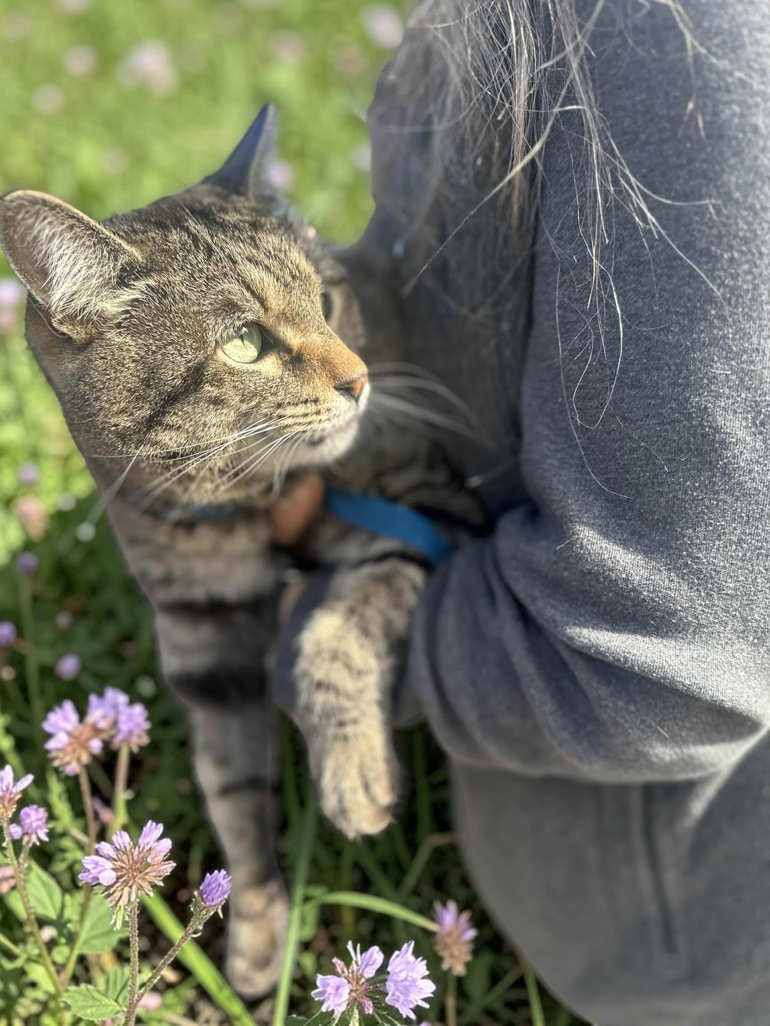 Fennec, ADOPTABLE, Adult Male Tabby.