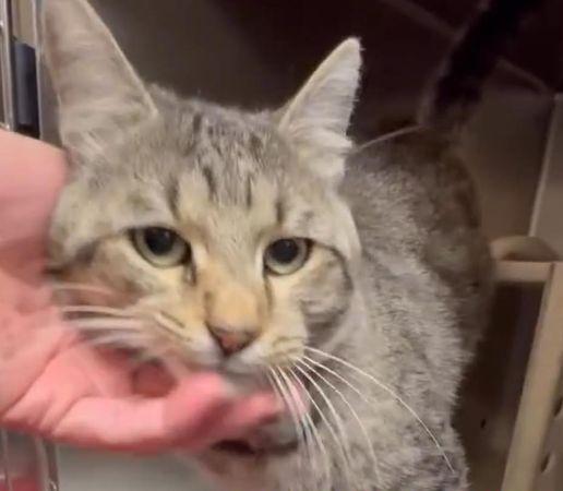 Fennec, a ADOPTABLE Tabby in Oakland, CA image 5/6