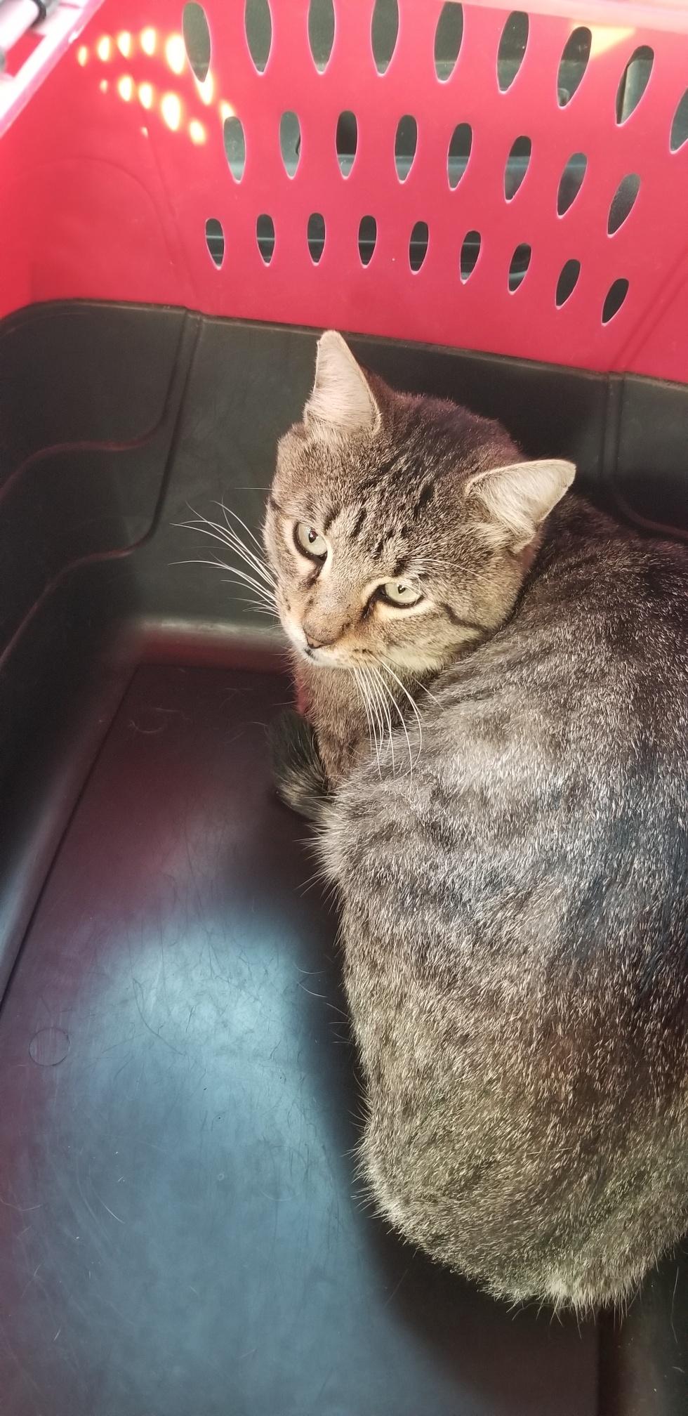 Fennec, a ADOPTABLE Tabby in Oakland, CA image 4/6