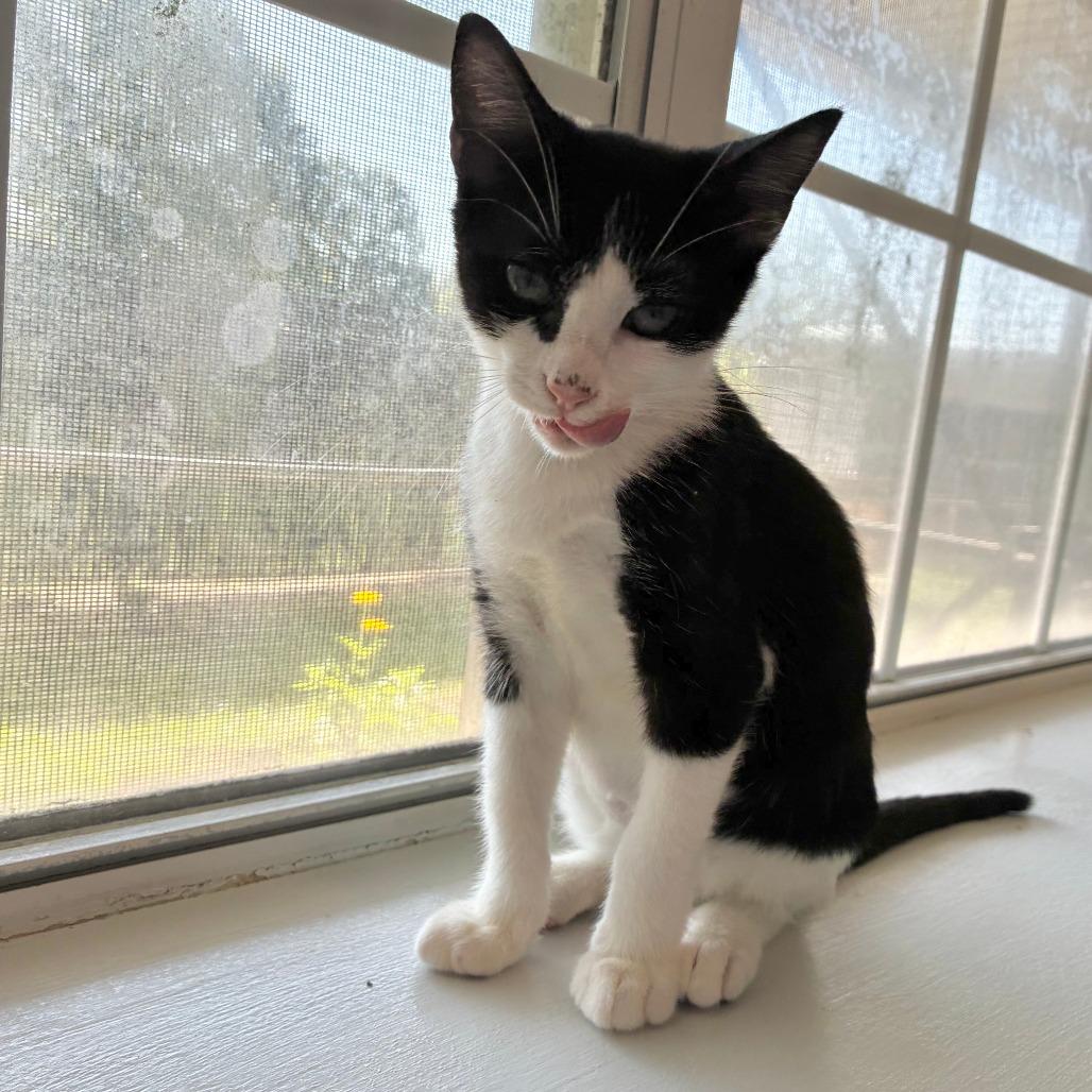 Bugatti, Adoptable, Kitten Male Domestic Short Hair.